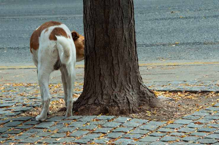 Fido di spalle