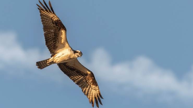 uccelli più veloci