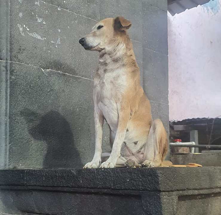 cane randagio zampa devoti tempio