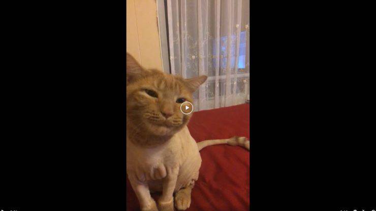 gatto strani rumori denti affamato