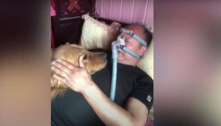 golden retriever proprietario ventilatore