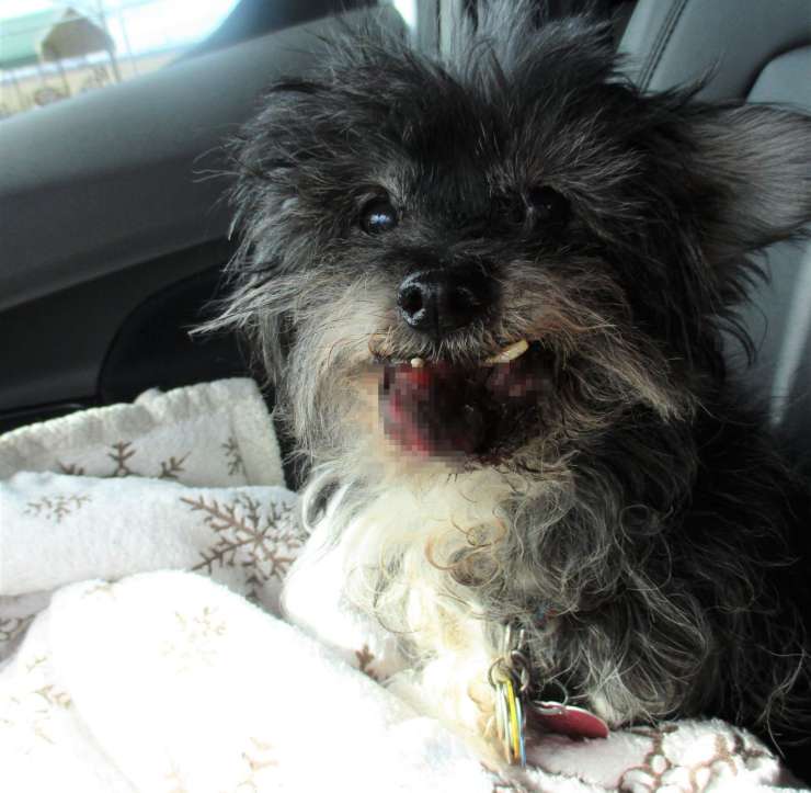 cane resta accanto proprietaria deceduta