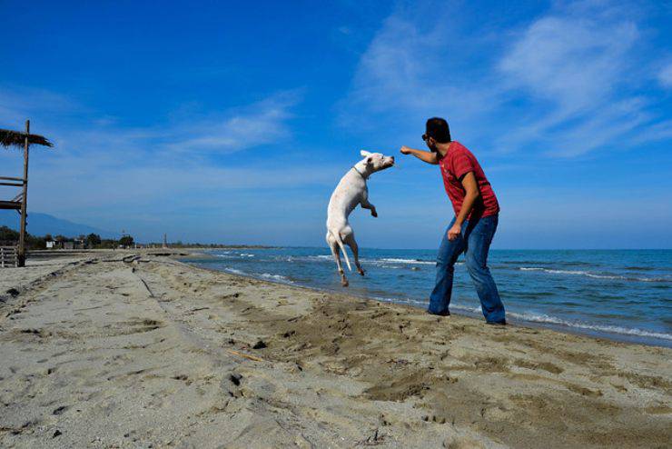cane dogo argentino adottare padrone ideale