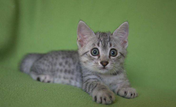 Egyptian Mau