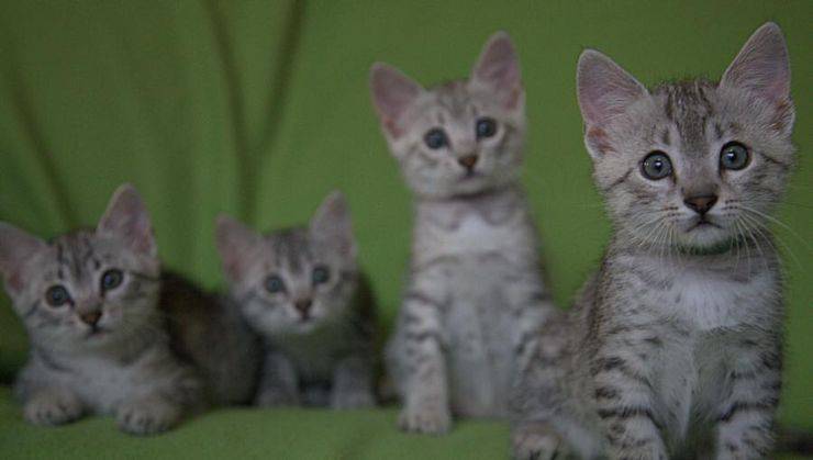 gatto egiziano