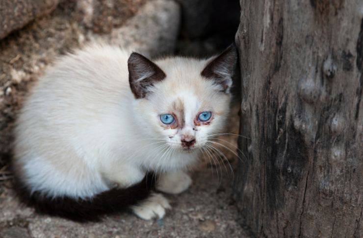 gattino cinque anni scomparso