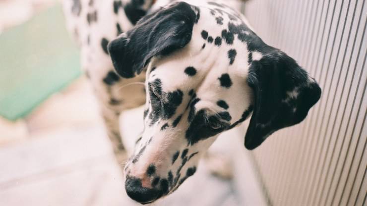 cani dalmata sono spesso sordi da un orecchio solo cane dalmata cani sordi da un solo orecchio