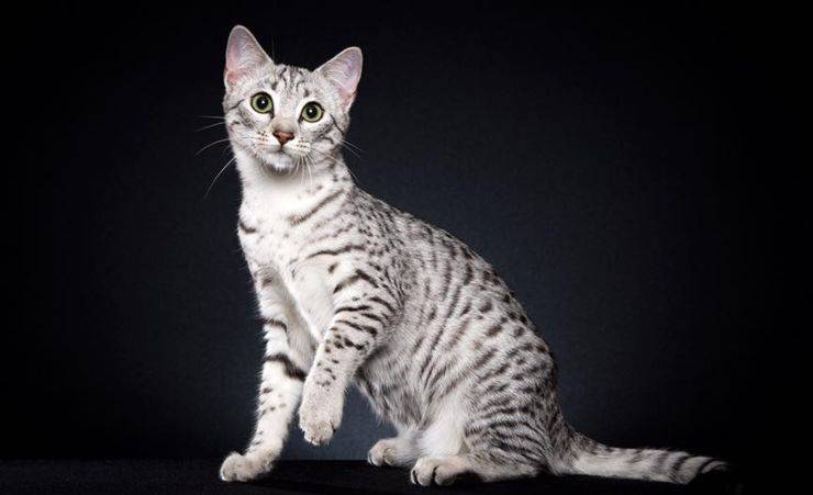 Egyptian Mau