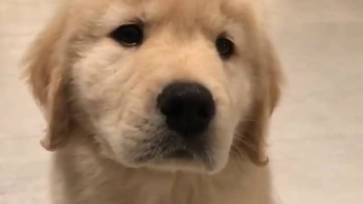 Cucciolo in primo piano (Foto video)