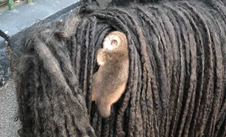 Il cucciolo in primo piano (Foto Facebook)