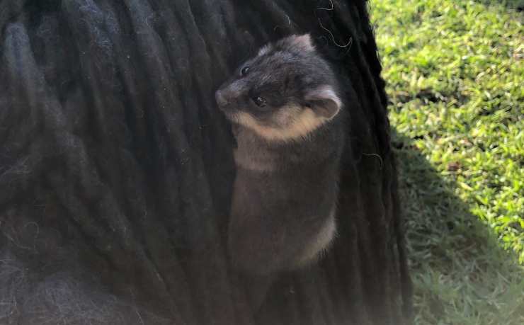 L'opossum in cerca di affetto (Foto Facebook)