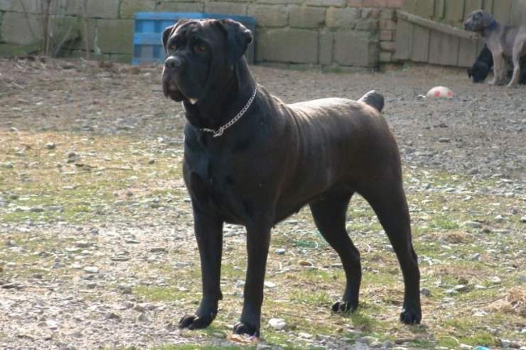 cane corso adulto