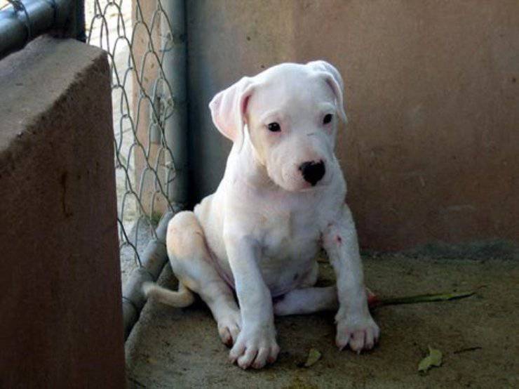 dogo argentino alimentazione dieta mangiare cucciolo