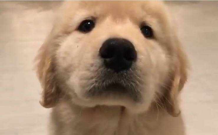 Cucciolo in posa (foto video)