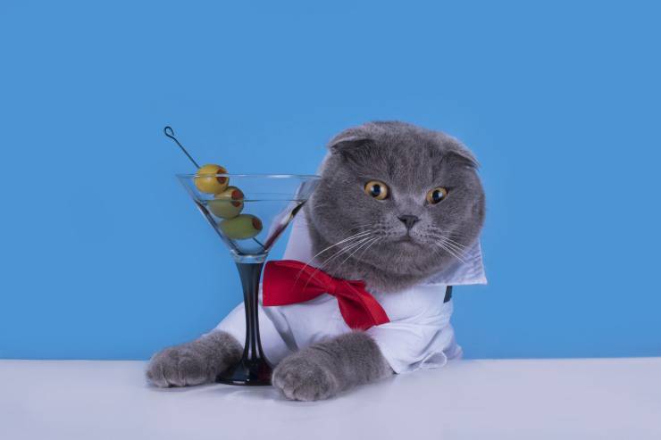 Il gatto mangia le olive