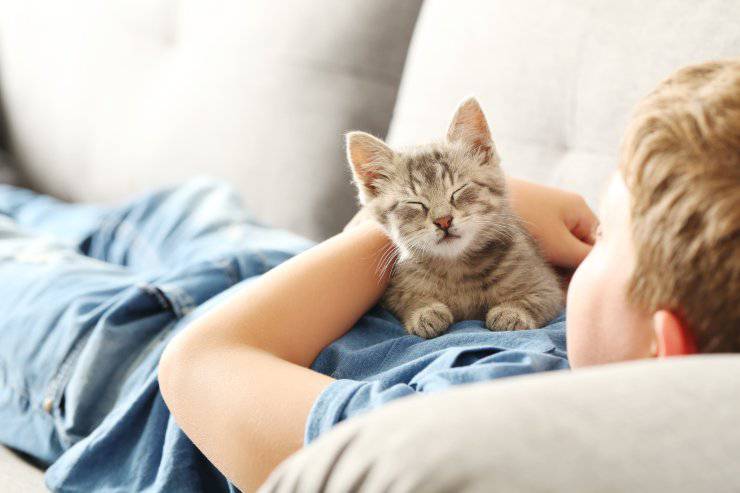 Razze di gatti per la Pet Therapy