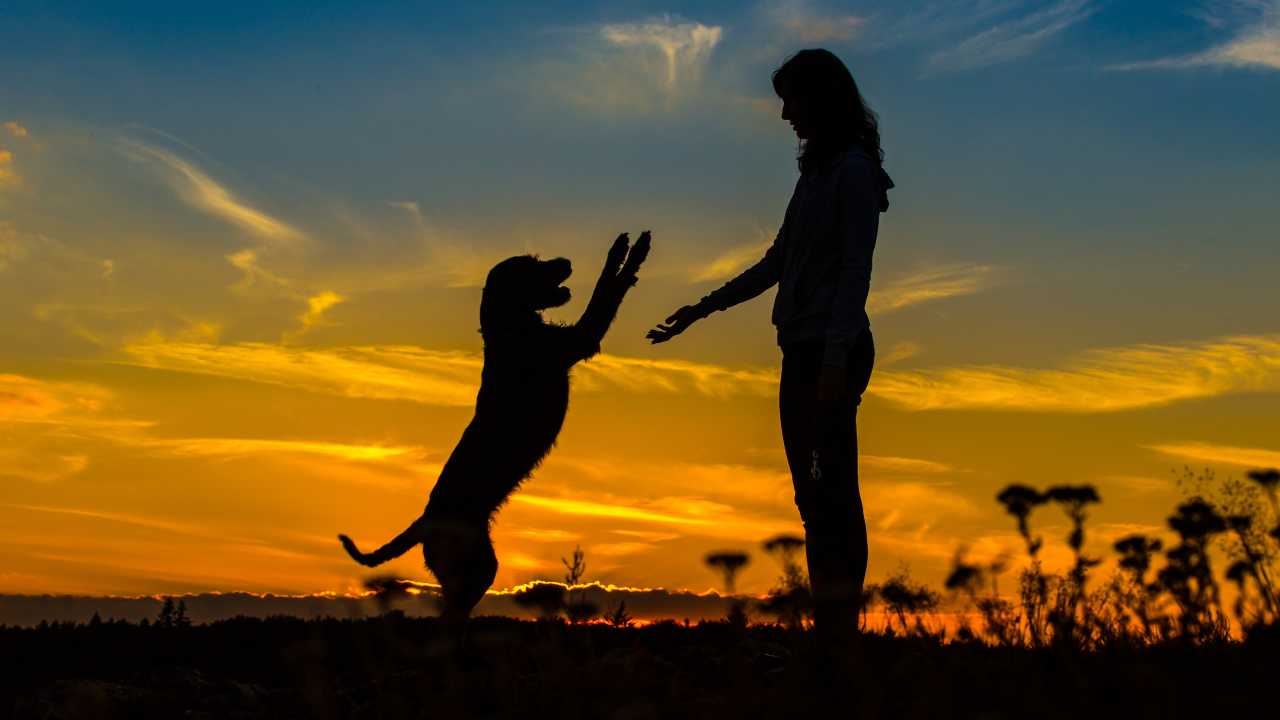 Dov'è nata l'amicizia tra cane ed essere umano?