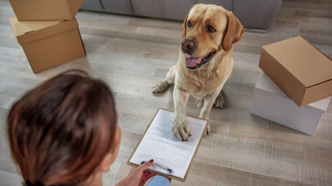 cane che mette la zampa su un documento I documenti del cane