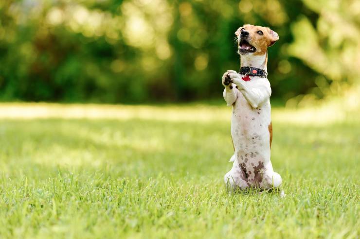 Cane su due zampe