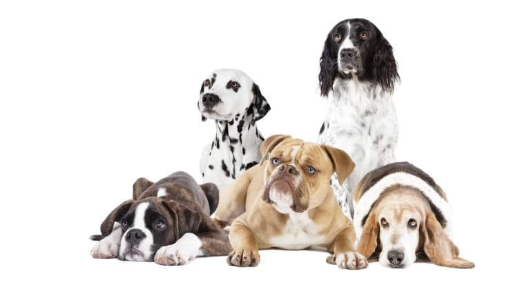 5 cani di razze differenti Quanti cani ci sono al mondo?
