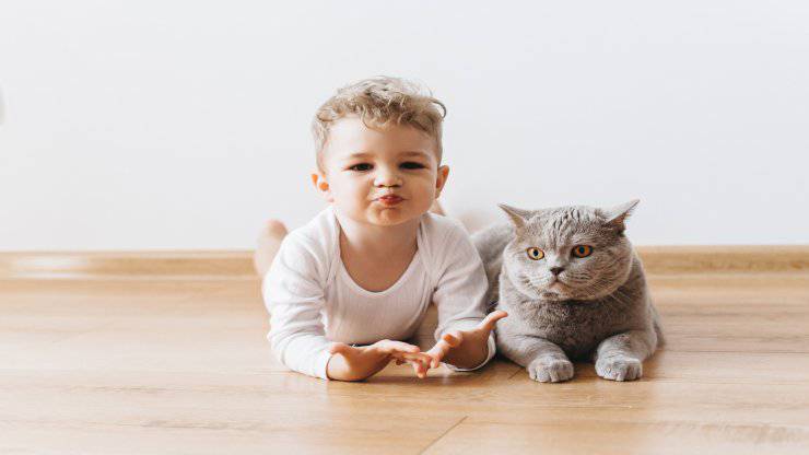 Razze di gatti per la Pet Therapy
