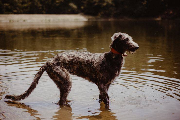 Razze di cani con le zampe più forti: Levriero scozzese Razze di cani con le zampe più forti: Levriero scozzese