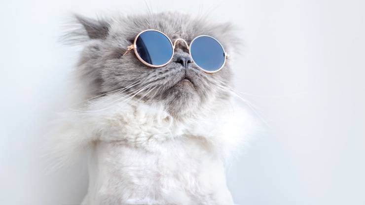 gatto con occhiali i gatti imitano i nostri comportamenti gatto occhiali gatti imitano comportamenti umani