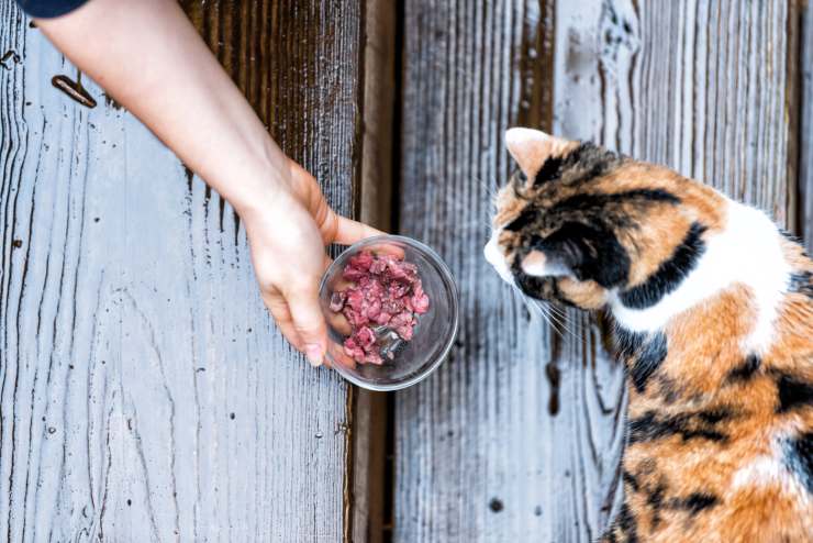 Proteine per gatti Proteine per gatti