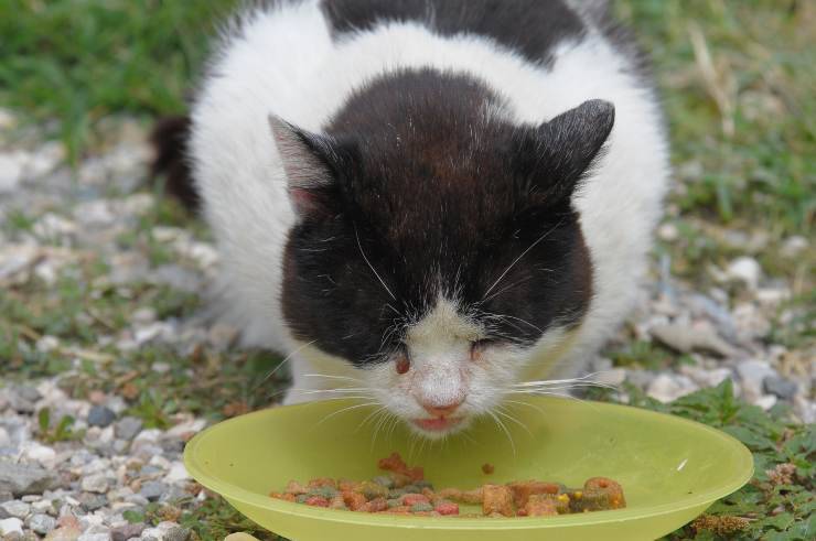 Cosa dare da mangiare a un gatto randagio Cosa dare da mangiare a un gatto randagio