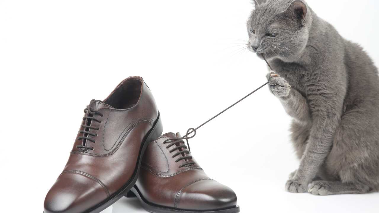 Il gatto ruba gli oggetti del vicino