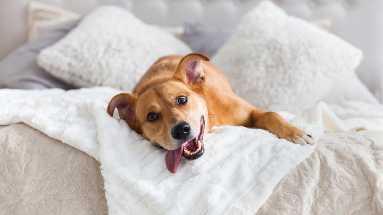 cane felice sul letto Come arredare la stanza per il cane