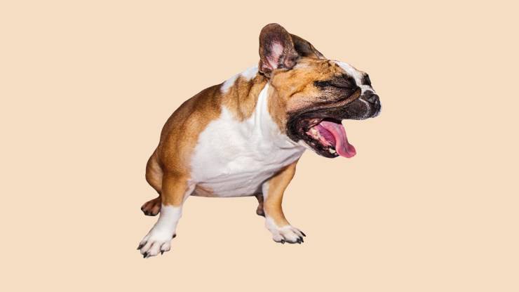 Il cane ha conati ma non vomita Il cane ha conati ma non vomita