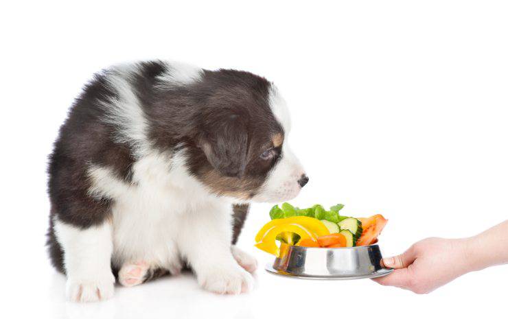 Alimentazione del Pastore australiano: dieta Barf