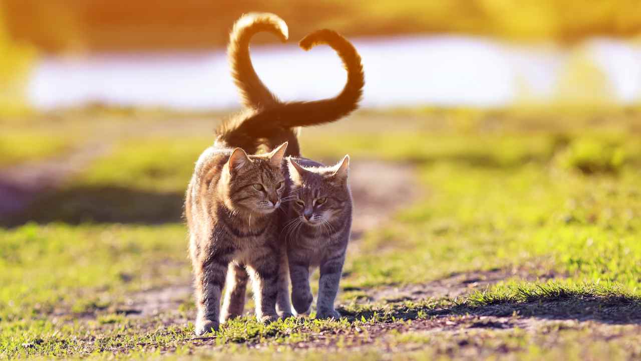 due gatti che si abbracciano con le code Gattili e oasi feline a confronto