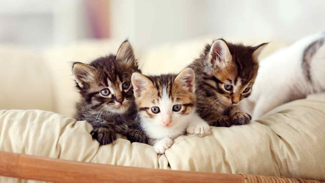 gattini Quanti gatti ci sono in Italia?