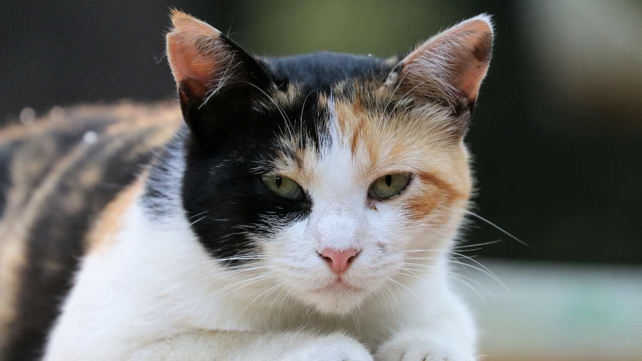 gatto I gattili in Italia