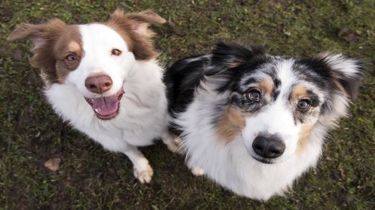 Razze di cani compatibili col Pastore australiano
