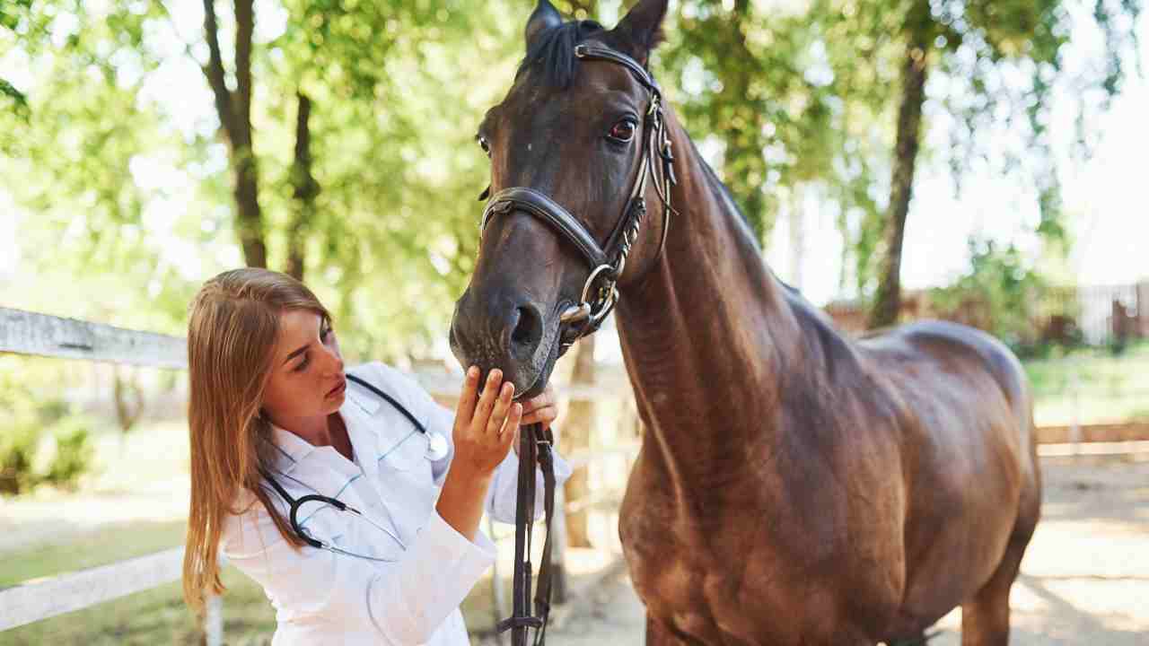 Mucose pallide nel cavallo