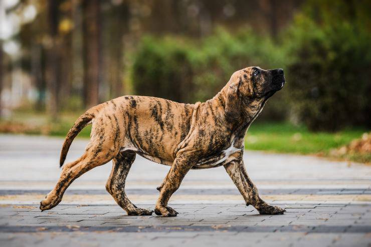 Razze di cani con le zampe più forti: Mastino Brasiliano Razze di cani con le zampe più forti: Mastino Brasiliano