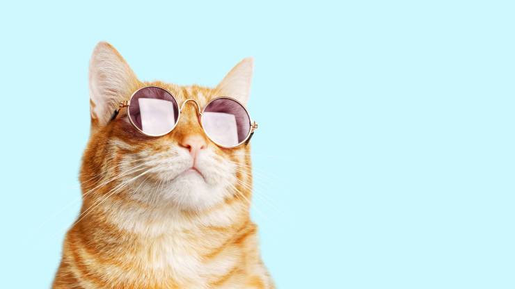 gatto con occhiali da sole ha incredibili capacità gatto spia agente segreto occhiali da sole