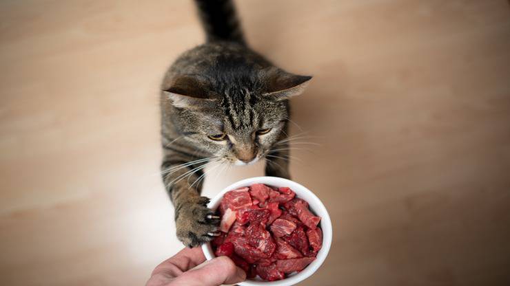 Proteine per gatti Proteine per gatti