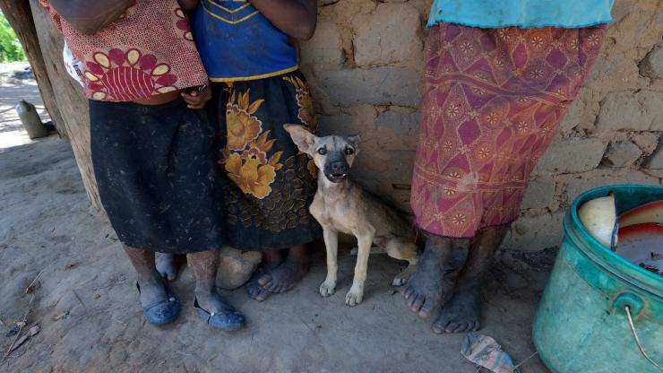 Malnutrizione nel cane Malnutrizione nel cane
