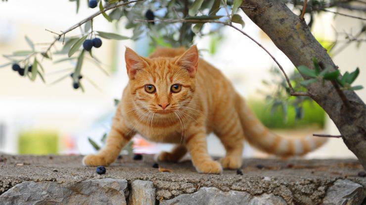 Il gatto mangia le olive