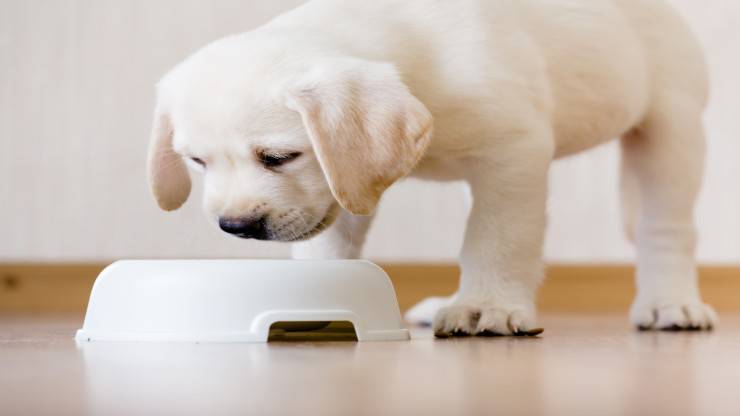 Allergia alla plastica nel cane Allergia alla plastica nel cane