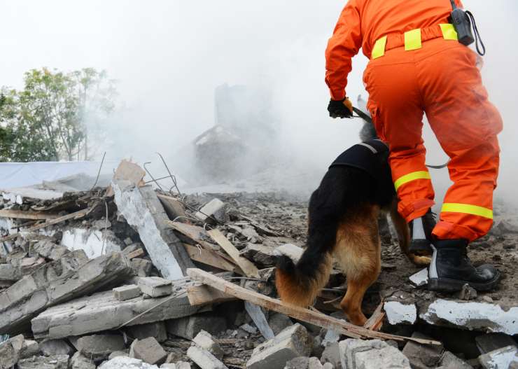 Cani da salvataggio da terremoto Cani da salvataggio da terremoto