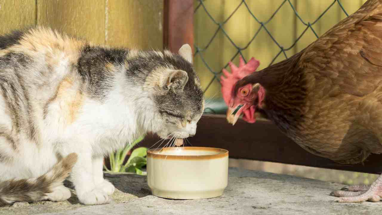 gatto e gallina La convivenza tra gatto e galline è possibile?