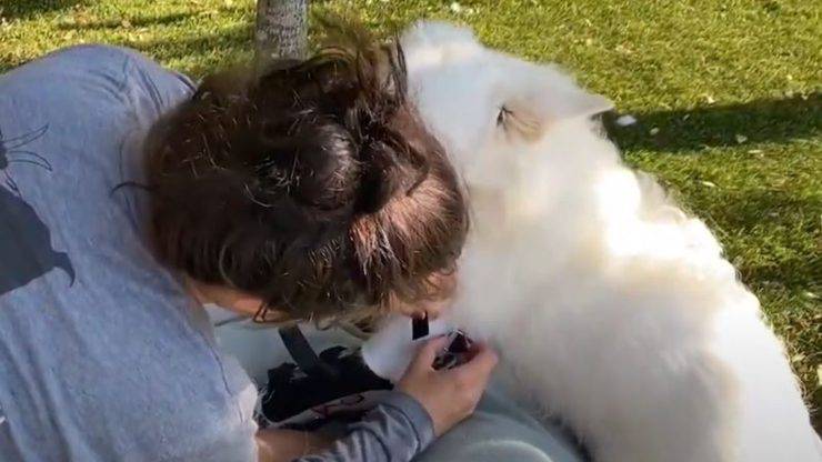 Cane Protesi Video