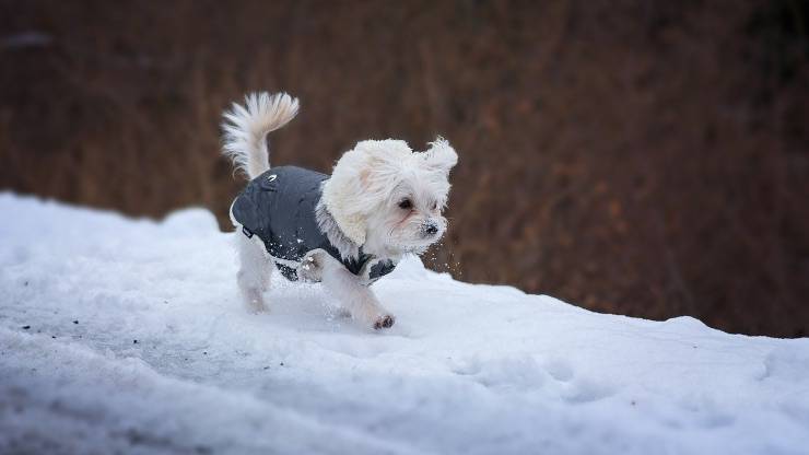 Cane al freddo