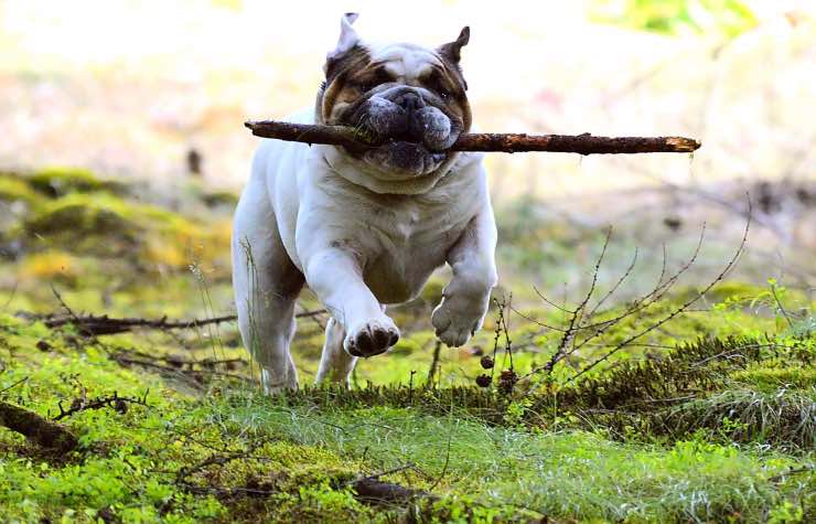 Cane con campanello 