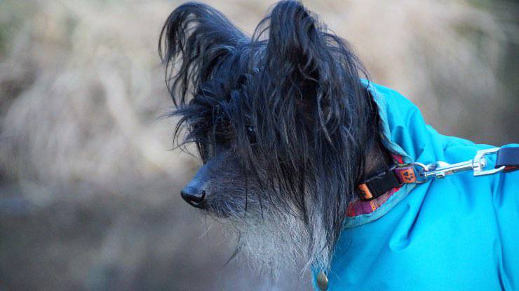 Cane anziano con cappotto